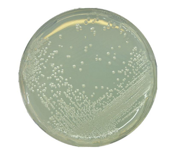 BAT AGAR FOR MICROBIOLOGY 500 G